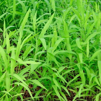 Chasmanthium latifolium 