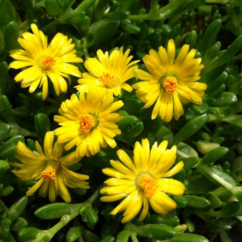 Delosperma nubigenum 'Basutoland'