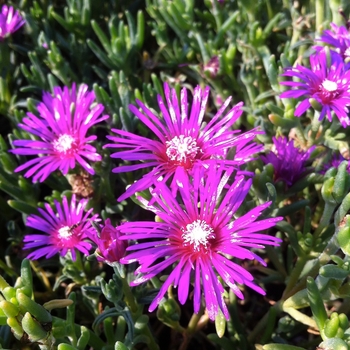 Delosperma cooperi 