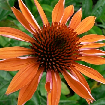 Echinacea purpurea 'Sundown™' 