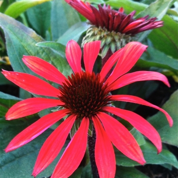 Echinacea purpurea 'Solar Flare' 