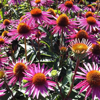 Echinacea purpurea 'Pica Bella'