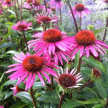 Echinacea purpurea 'Pica Bella' 