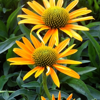 Echinacea Prairie Stars™ 'Now Cheesier'