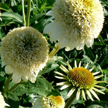 Echinacea purpurea 'Milkshake'