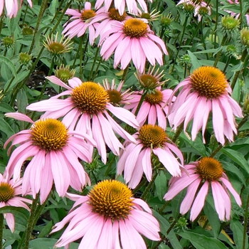 Echinacea purpurea 'Kim's Knee High'