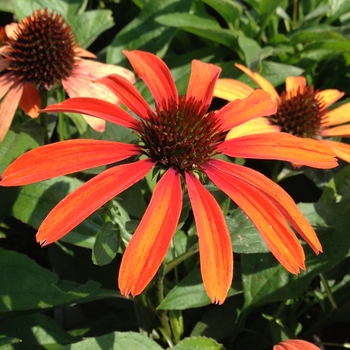 Echinacea Butterfly™ 'Julia'