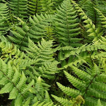 Dryopteris wallichiana '' (085584)