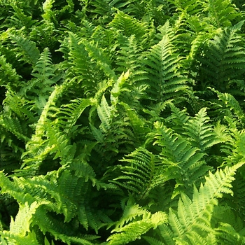 Dryopteris filix-mas 'Crispa' 