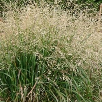 Panicum virgatum 'Cape Breeze' PP24895