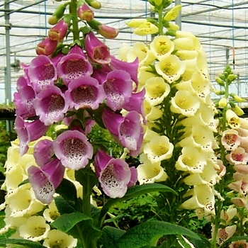 Digitalis purpurea 'Excelsior Hybrids' 