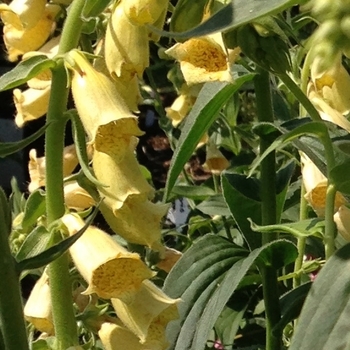 Digitalis grandiflora