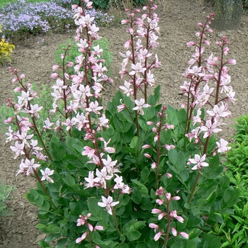 Dictamnus albus 'Rosea' 