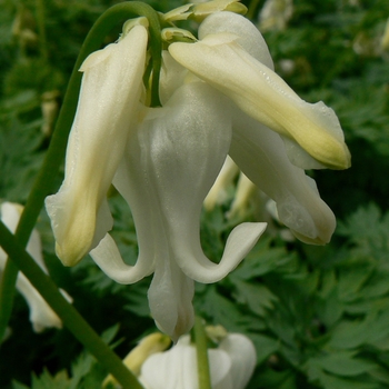 Dicentra 'Ivory Hearts' 