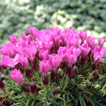 Dianthus microlepis