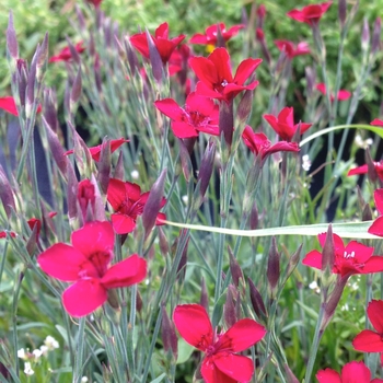 Dianthus deltoides 'Flashing Light' 