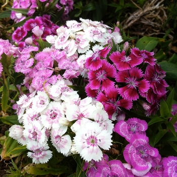 Dianthus barbatus 'Midget Mix' 