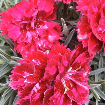 Dianthus 'Pomegranate Kiss'