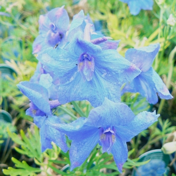 Delphinium grandiflorum 'Blue Butterfly'