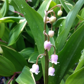 Convallaria majalis var. rosea