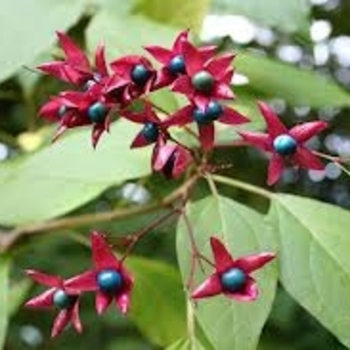 Clerodendrum trichotomum