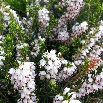 Erica carnea 'Springwood White'