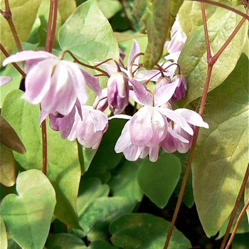 Epimedium x youngianum 'Roseum' 