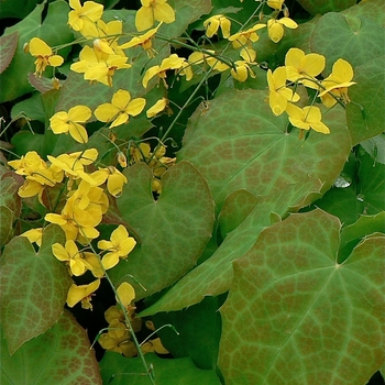 Epimedium perralchicum 'Frohnleiten'