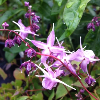 Epimedium grandiflorum 'Lilafee'