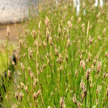 Eleocharis palustris 