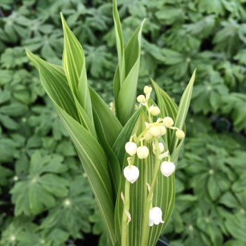 Convallaria majalis 'Albostriata' 