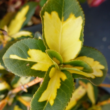 Euonymus fortunei 'Surespot' 