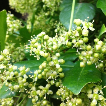 Euonymus fortunei 'Sarcoxie' 