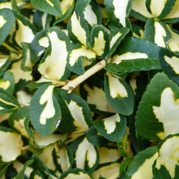 Euonymus fortunei 'Moonshadow' 