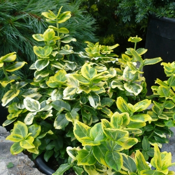 Euonymus fortunei 'Gold Tip'