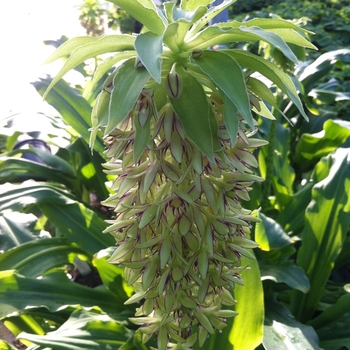 Eucomis bicolor