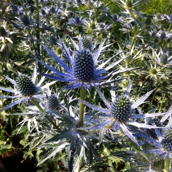 Eryngium zabellii 'Big Blue'