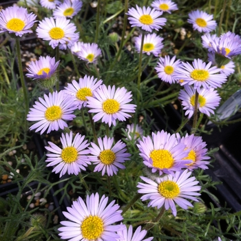 Erigeron compositus var. discoideus 