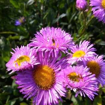 Erigeron 'Pink Jewel'