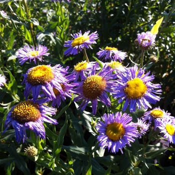 Erigeron 'Azure Beauty'