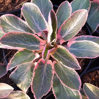 Eryngium planum 'Jade Frost' 