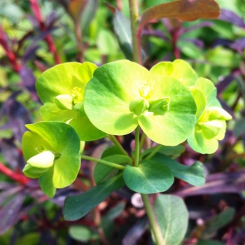 Euphorbia amygdaloides 'Purpurea'