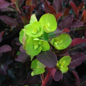 Euphorbia amygdaloides 'Purpurea' 