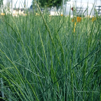 Festuca glauca 'Blaufink'