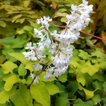 Fallopia baldschuanica 'Summer Sunshine' 