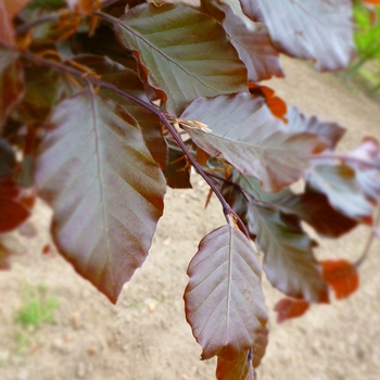 Fagus sylvatica 'Dawyck Purple'