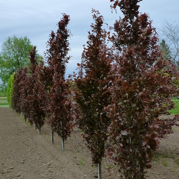 Fagus sylvatica 'Dawyck Purple' 