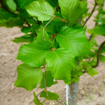 Fagus sylvatica 'Dawyck Green'