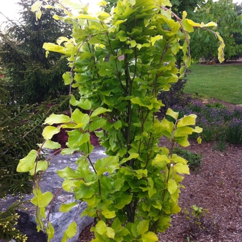 Fagus sylvatica 'Dawyck Gold'