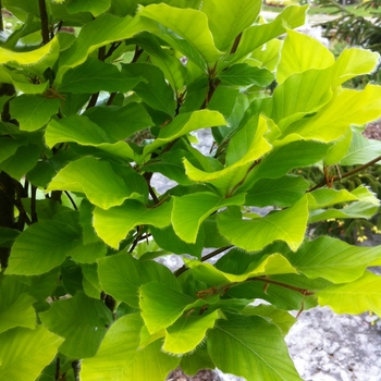 Fagus sylvatica 'Dawyck Gold' 